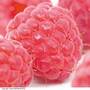 Raspberry 'Imara' (Autumn fruiting)