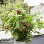 Raspberry Little Red Princess