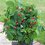 Raspberry 'Summer Lovers Patio Red' (Patio fruit)