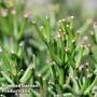 Rhipsalis baccifera 'Oasis'