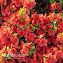 Azalea Plant - Geisha Orange