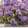 Rhododendron 'Azurika'
