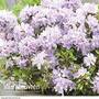Rhododendron 'Gristede'