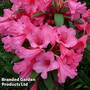 Rhododendron Dwarf Light Pink