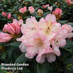 Rhododendron 'Dusty Miller' Yakushimanum Hybrid