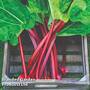 Rhubarb 'Raspberry Red' (Autumn Planting)