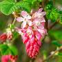 Ribes sanguineum