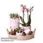 Romantic Pink Phalaenopsis Arrangement