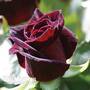 Rose 'Black Baccara'
