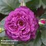 Rose 'Ebb Tide'