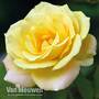 Rose 'Laura Ford' (Climbing Rose)
