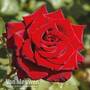 Rose 'Love Knot' (Climbing Rose)