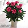 RosAroma? Scented Rose 'Bright Pink'