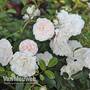 Rose 'Sea Foam' (Shrub Rose)