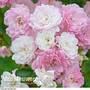 Rose 'The Fairy' (Polyantha)