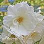 Rose rugosa 'Alba' (Species Shrub Rose)