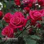 Rose 'Charisma'
