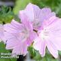 Malva moschata 'Rosea'