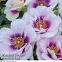 Rose 'Blue Eyes'