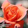 Rose 'Scent from Heaven'