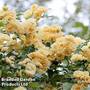 Rose banksiae 'Lutea'