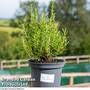 Rosemary 'Miss Jessop's Upright'