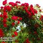 Rose 'Paul's Scarlet'