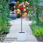 Rose 'Tricolour' (Standard)