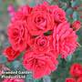 Rose 'Birthday Wishes' (Shrub Rose)