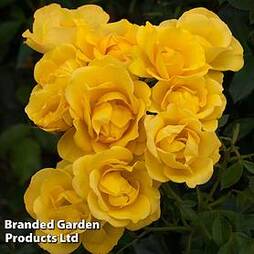 Rose 'Grandma's Rose' (Floribunda Rose)
