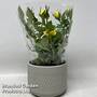Rose in grey bulbous ceramic