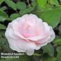 Rose (Bush) Many Happy Returns