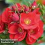Rose 'Lots of Kisses' (Shrub Rose)