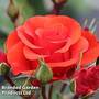 Rose 'Precious Love' (Floribunda Rose)