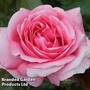 Rose 'Special Anniversary' (Hybrid Tea Rose)