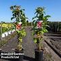 Raspberry 'Zeva Herbsternte' (Autumn Fruiting)