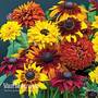 Rudbeckia 'All Sorts Mixed'