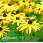 Rudbeckia fulgida var. sullivantii 'Goldsturm'