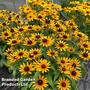 Rudbeckia Summerdaisy Compact Bicolour