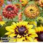 Rudbeckia Enchanted Collection