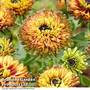 Rudbeckia 'Enchanted Nightfall'