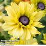 Rudbeckia Summerdaisy Double Apricot