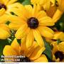 Rudbeckia Summerdaisy Yellow
