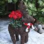 Festive Rudolph Brushwood Pot & Cyclamen - Gift