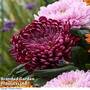 Chrysanthemum 'Red Regal Mist' (Incurved)