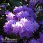 Rhododendron 'Blue Diamond'