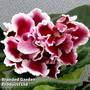 Saintpaulia 'RS-Bog Solntsa'