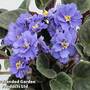 Saintpaulia 'Delft'