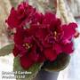 Saintpaulia 'Dibleys Kaarina'