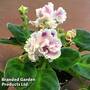 Saintpaulia 'Rs-Gertsoginya'